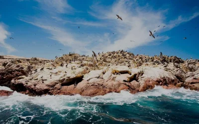 paracas-e-islas-ballestas_11zon